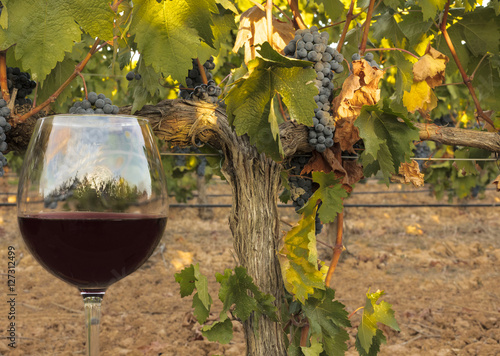 Glass of red wine in vineyard at harvest