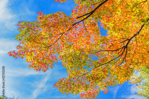 The tree and leaves of maple. Background is the fall foliage.The shooting location is Arisugawa Park in Minami Azabu, Minato-ku, Tokyo, Japan.  photo