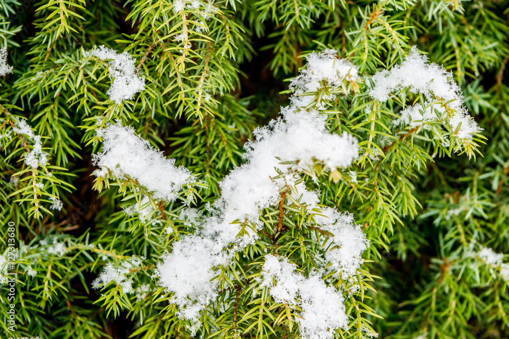 Conifer with snow macro