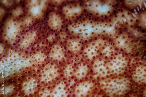 abstract background texture from shell crab