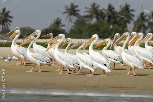 Pelicans, Senegal, Grand Coast