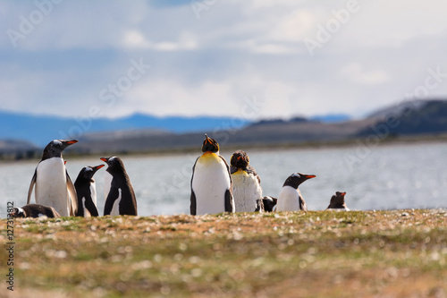 King and Papua penguin colony seaside photo