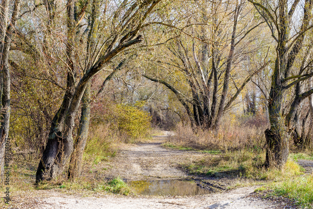 Willows Forming a Tunnel Over the Path Willows Forming a Tunnel Over the Path