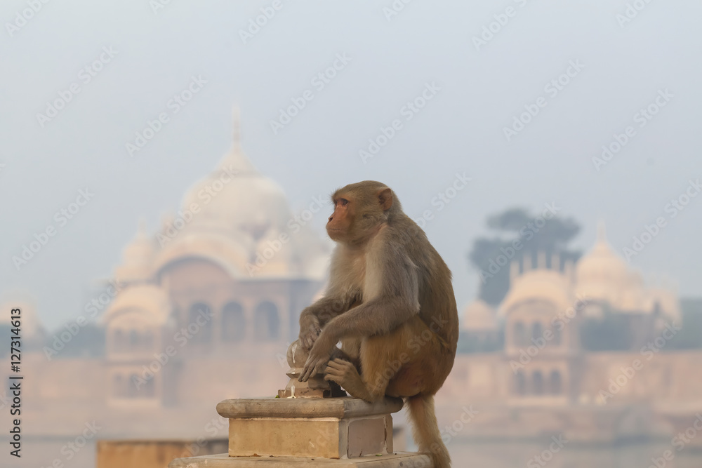 Indian temple  monkey 