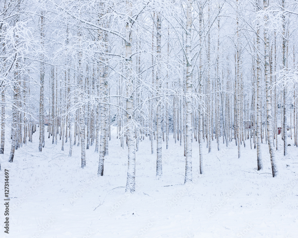 Naklejka premium Birch wood forest covered in snow