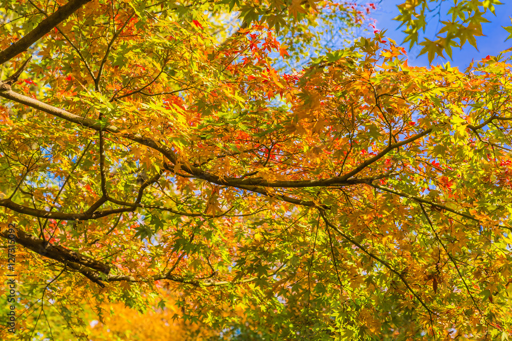 The tree and leaves of maple. Background is the fall foliage.The shooting location is Arisugawa Park in Minami Azabu, Minato-ku, Tokyo, Japan. 