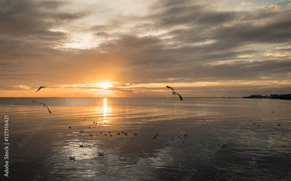 Seagull bird at Bang pu