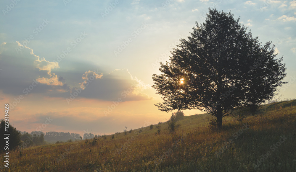 Obraz premium Summer landscape with lone tree