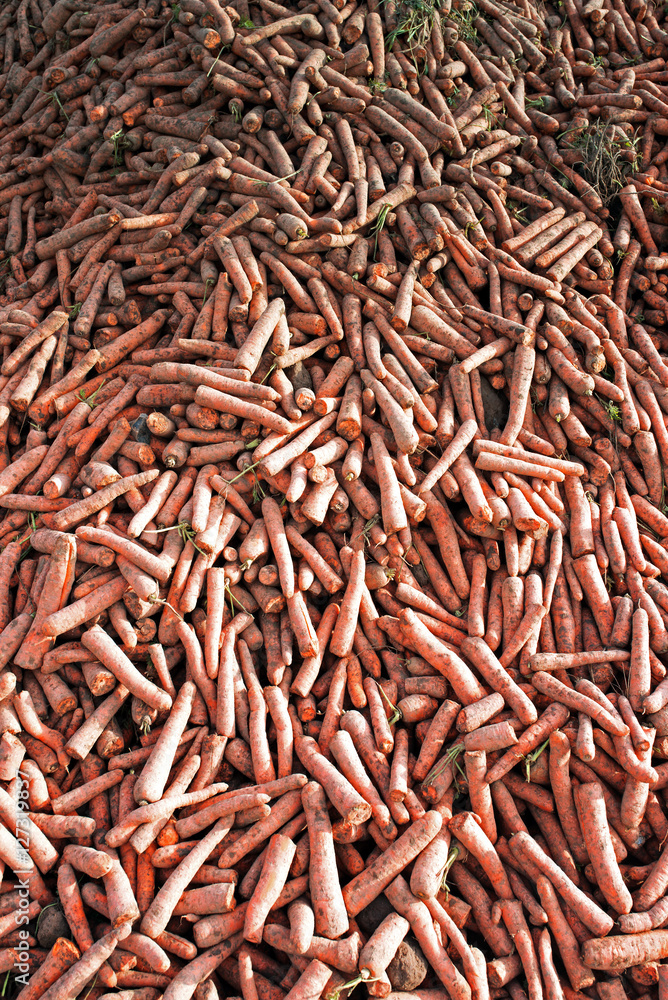 récolte des carottes récolte des carottes