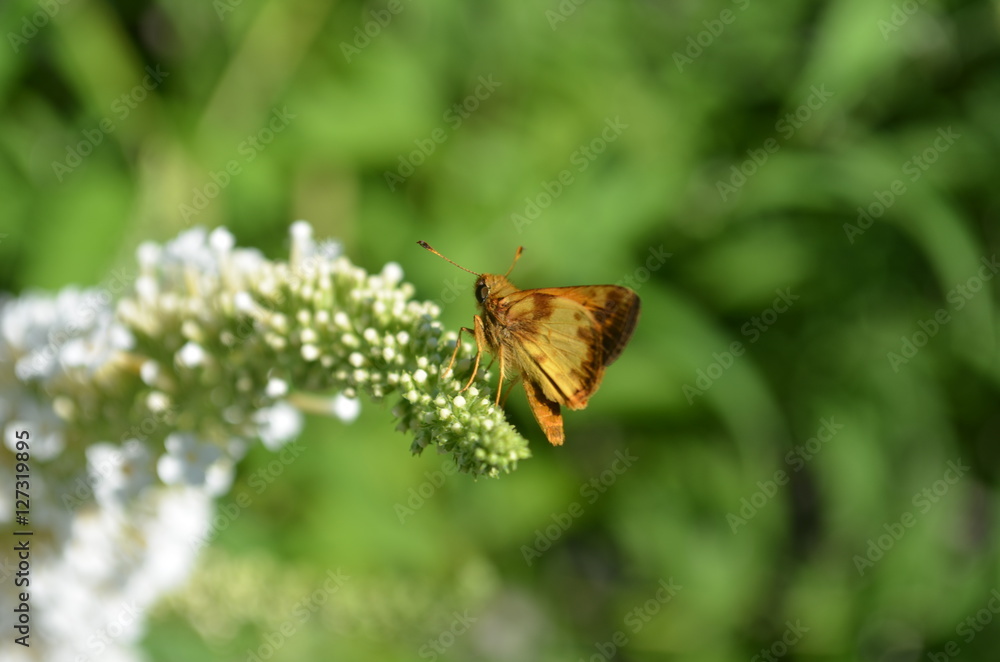 Copper colored Skipper moth on white butterfly bush Copper colored Skipper moth on white butterfly bush