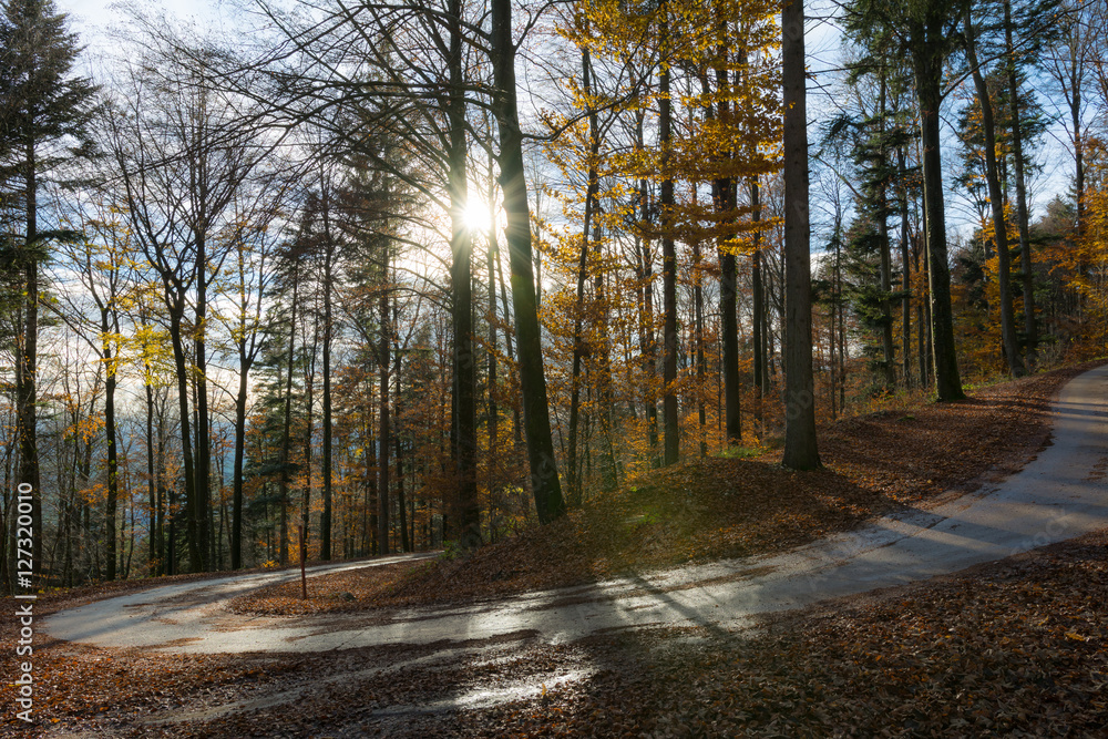 Wald mit farbigem Baum und Strasse und Sonne Wald mit farbigem Baum und Strasse und Sonne