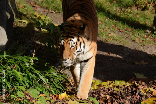 Fototapeta Naklejka Na Ścianę i Meble -  Call me Tiger