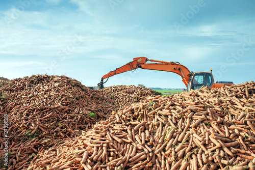 récolte des carottes photo