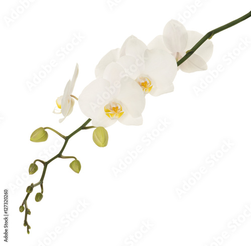 White orchids with yellow middles isolated on white background