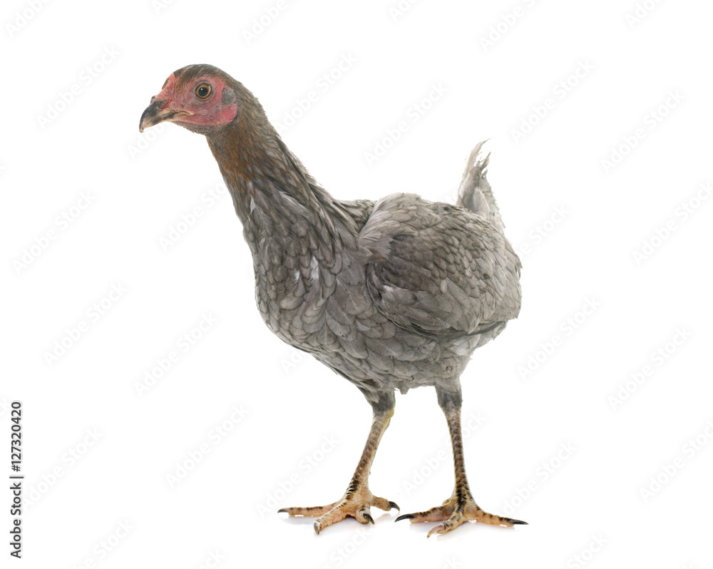 Fototapeta premium hen spanish Gamecock