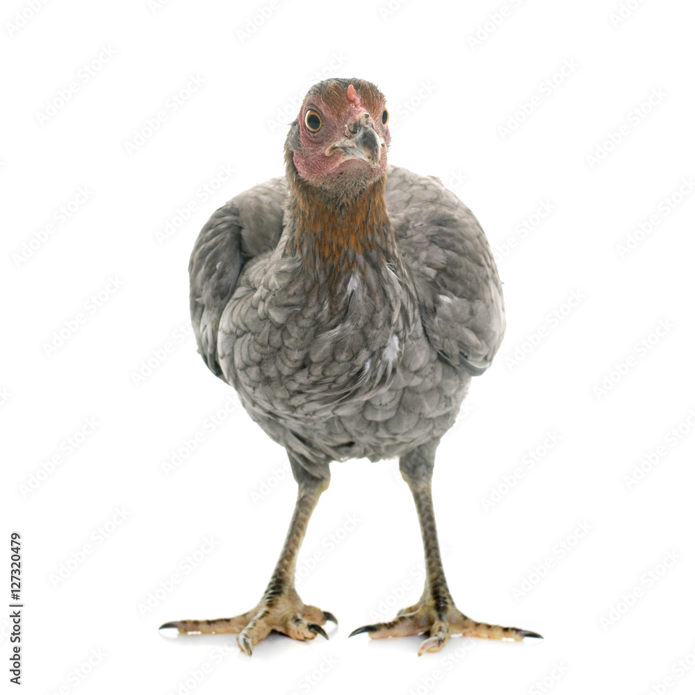 Fototapeta premium hen spanish Gamecock