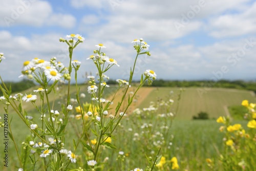 北海道の野菊 photo