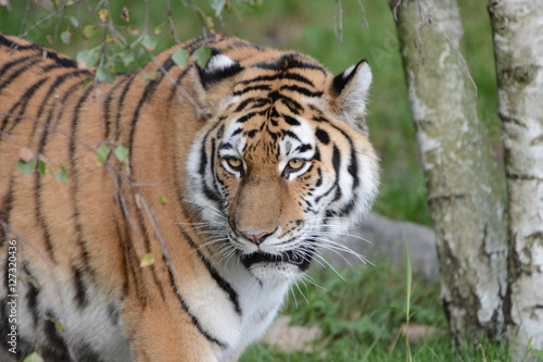 Fototapeta Naklejka Na Ścianę i Meble -  Call me Tiger