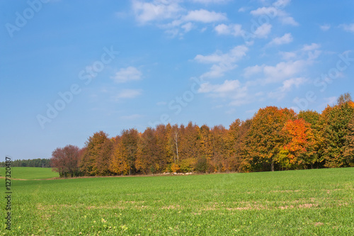 Autumn rural landscape with a forest
