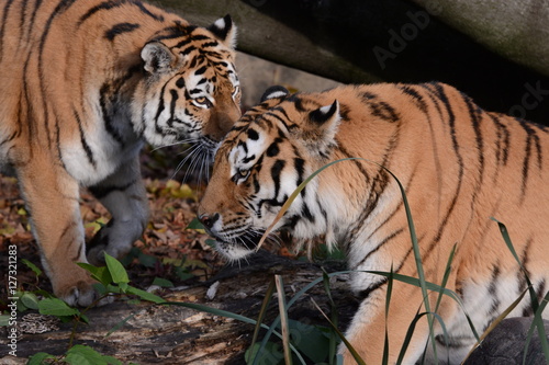 Fototapeta Naklejka Na Ścianę i Meble -  Tigers