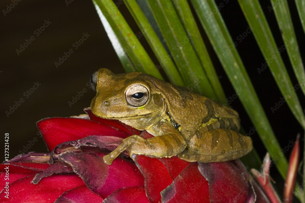 Obraz premium Costa Rica tree frog on a red bromeliad