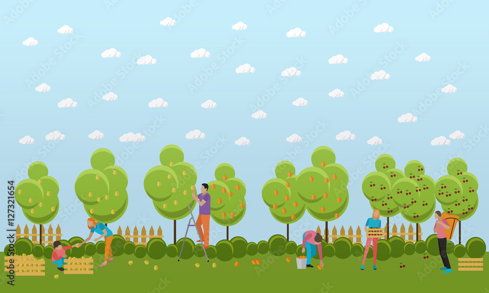 People picking fruit in garden, vector illustration.