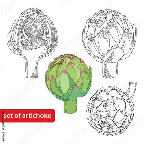 Vector set with outline head of Artichoke or Cynara isolated on white background. Vegetable culture in contour style for food design and coloring book. Hand drawn organic elements. 