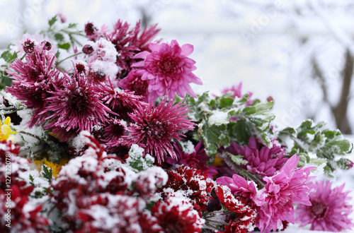 Chrysanthemum under snow. Winter flowers.