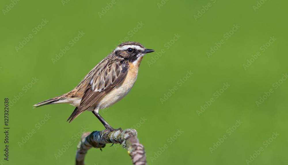 Fototapeta premium Male Whinchat perched on a tiny stem