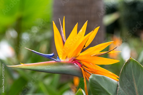 Tropical flower strelitzia or bird of paradise flower in Funchal on Madeira Island, Portugal.