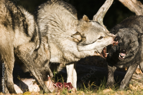 Pack of timber wolves  canis lupus  fighting over a deer carcass.  The alpha wolf snaps and snarls at a subordinate in the pack.