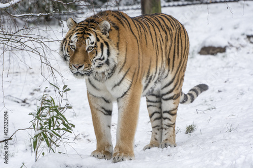 Fototapeta Naklejka Na Ścianę i Meble -  Tiger