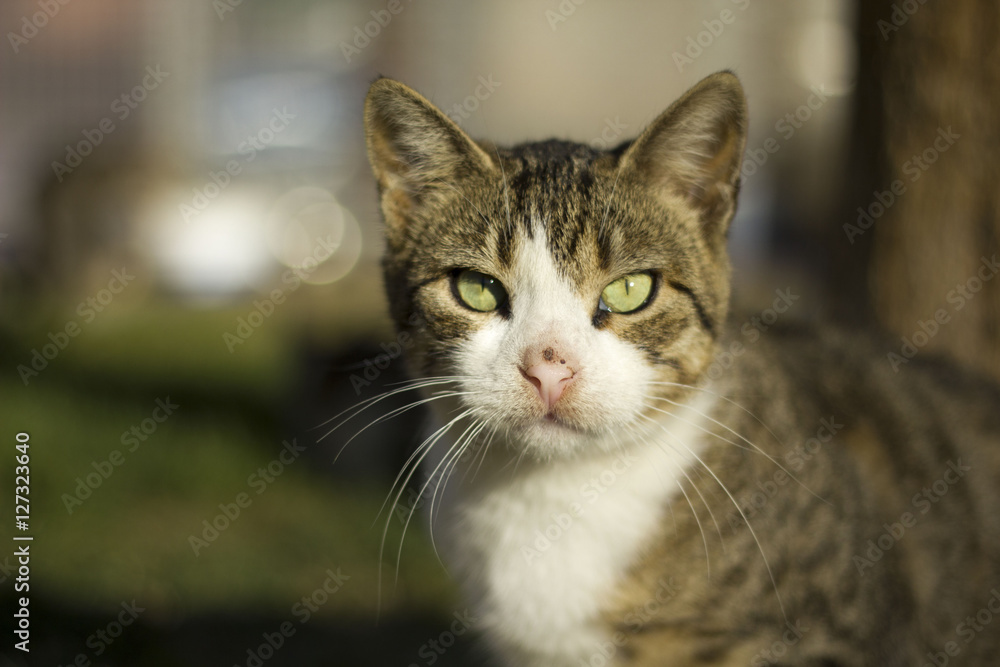 Cat Cat