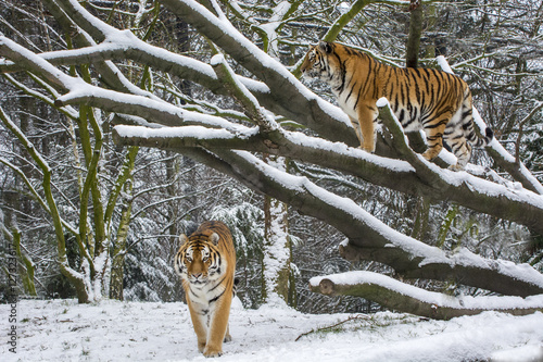 Fototapeta Naklejka Na Ścianę i Meble -  Tiger im Schnee