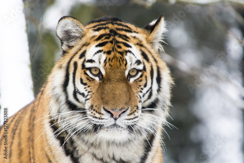 Fototapeta Naklejka Na Ścianę i Meble -  Tiger im Schnee