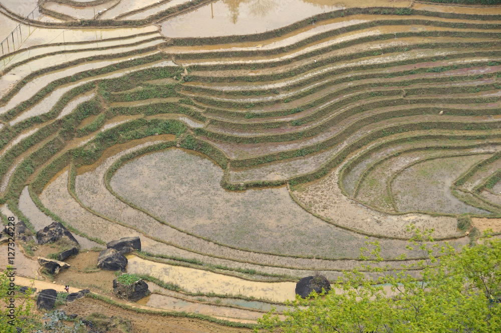 Rice terraces Rice terraces