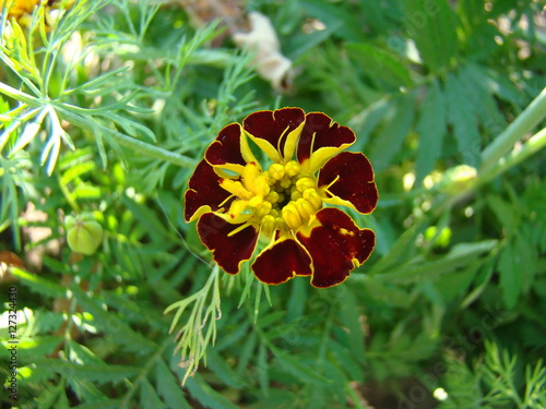 marigolds photo