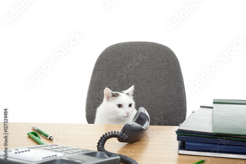 Fototapeta Naklejka Na Ścianę i Meble -  cat sit at the desk