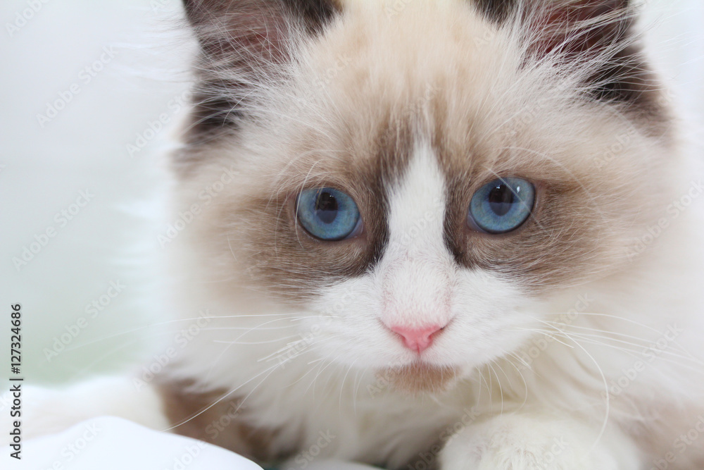 Ragdoll kitten close-up cute animal face