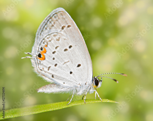 Dreamy image of a tiny Eastern Tailed Blue butterfly restoing on a blade of grass