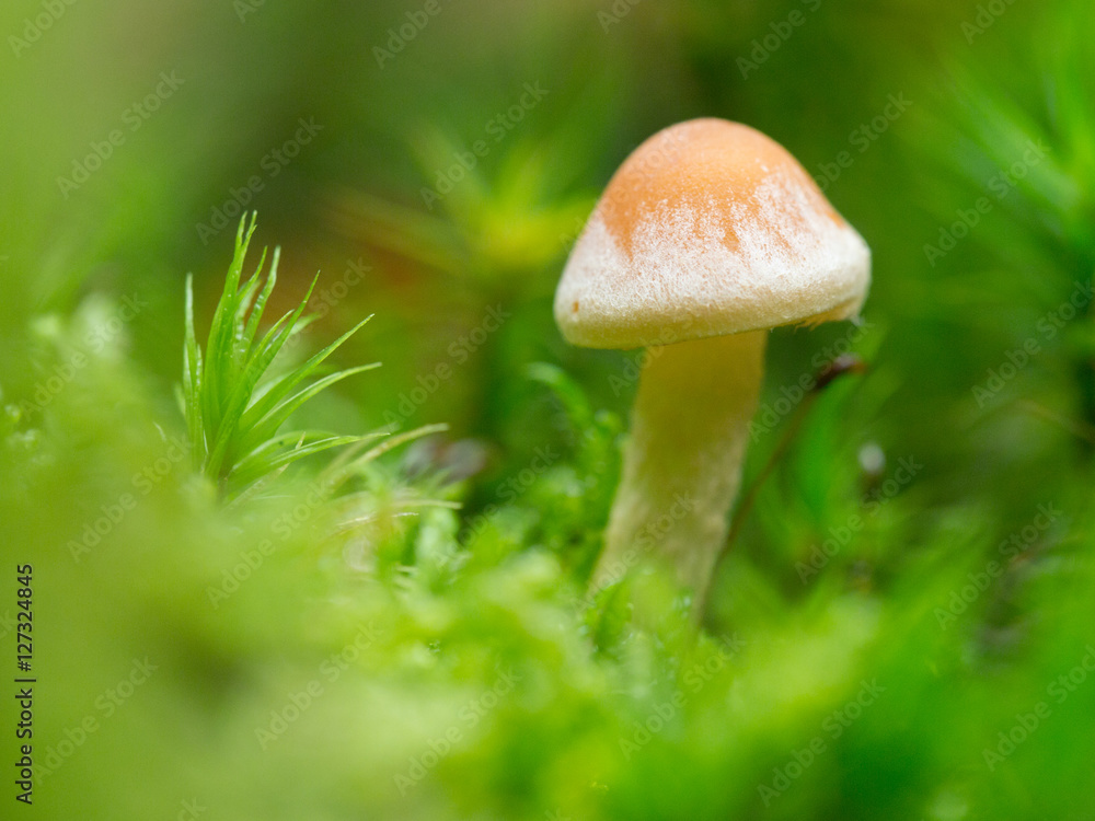 Pilz im Moos Pilz im Moos