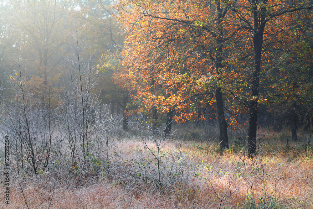 frosted meadow in autumn forest