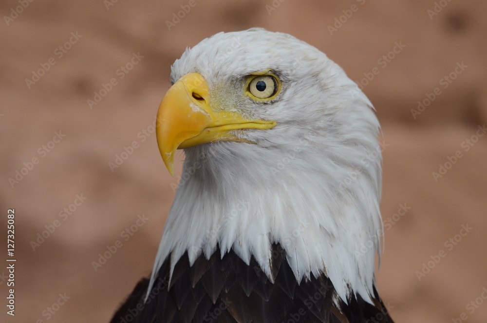 Obraz premium Bird of prey