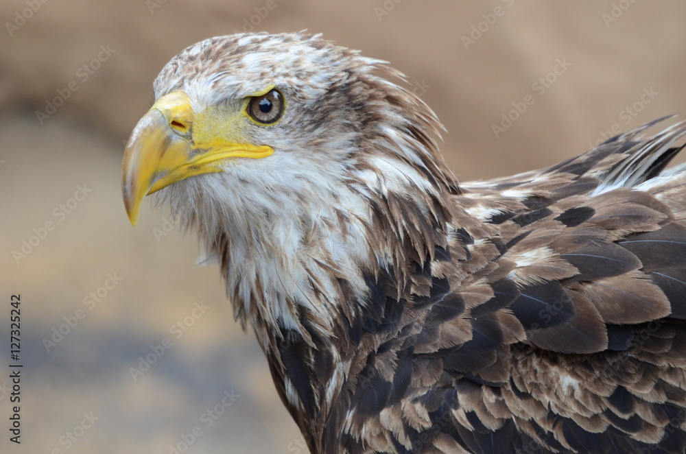 Obraz premium Bird of prey