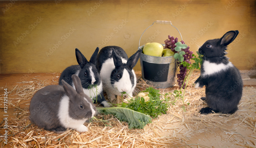 Naklejka premium Vegetarian dinner with family of rabbits