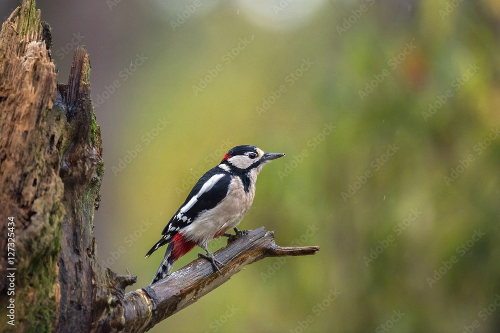 Great Spotted Woodpecker (Dendrocopos major) resting on a wet de Great Spotted Woodpecker (Dendrocopos major) resting on a wet de