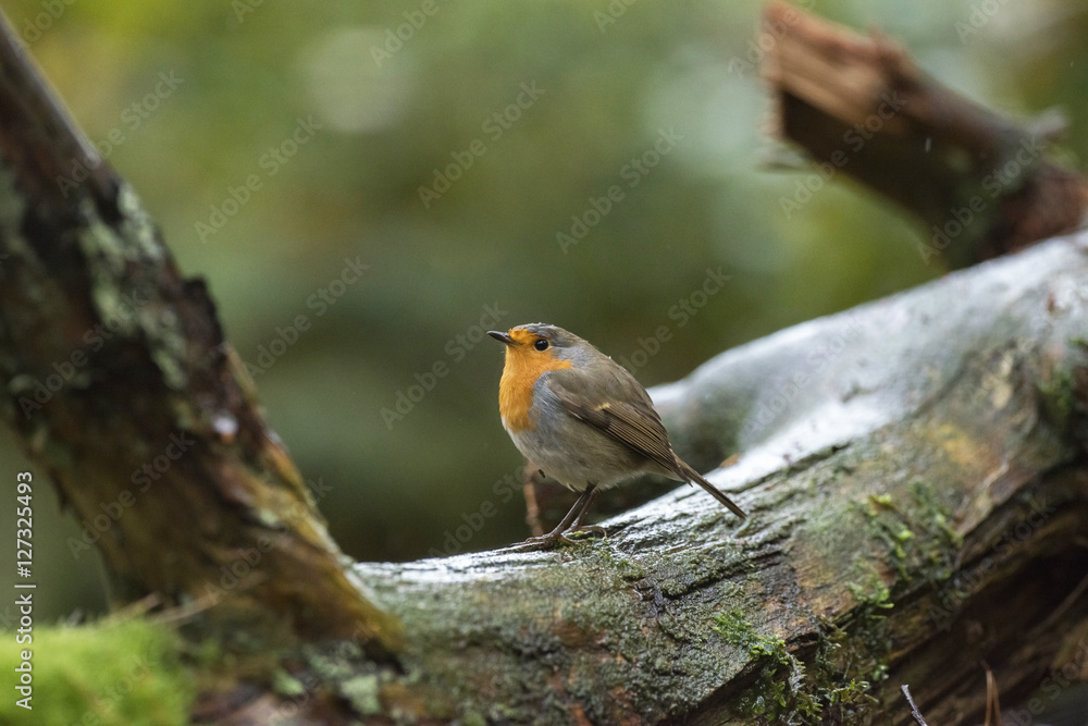 European Robin (Erithacus rubecula) sitting on mossy branch in r European Robin (Erithacus rubecula) sitting on mossy branch in r