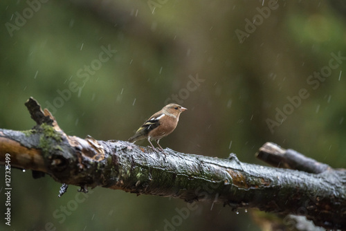 Female common chaffinch perching on wet branch in forest in rain photo