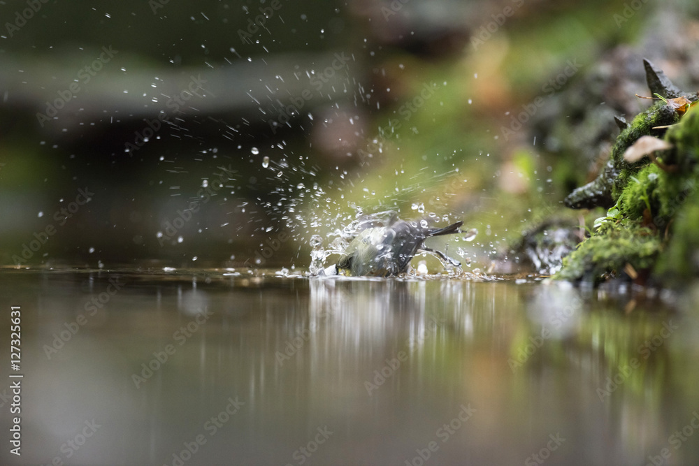 Blue Tit (Parus caeruleus), bathing in forest pond, The Netherla Blue Tit (Parus caeruleus), bathing in forest pond, The Netherla