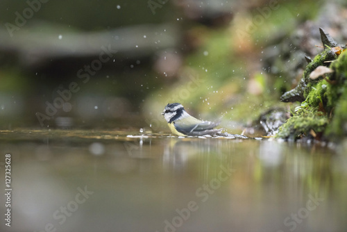 Blue Tit (Parus caeruleus), bathing in forest pond, The Netherla photo